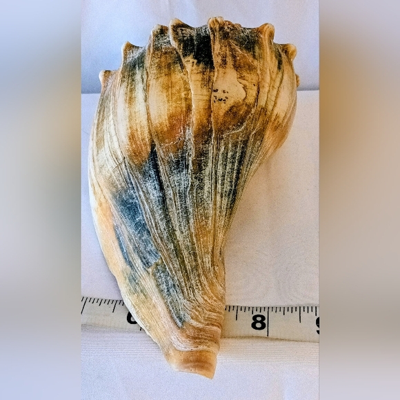 12๐ฐ๐ป.๐๐ต๐จ.๐๐ญ๐ข.๐๐ฆ๐บ๐ด ๐๐ฐ๐ถ๐ฏ๐ฅ ๐๐ฉ๐ฆ๐ญ๐ฌ ๐๐ฐ๐ฏ๐ค๐ฉ ๐๐ฉ๐ฆ๐ญ๐ญ - Picture 3 of 9